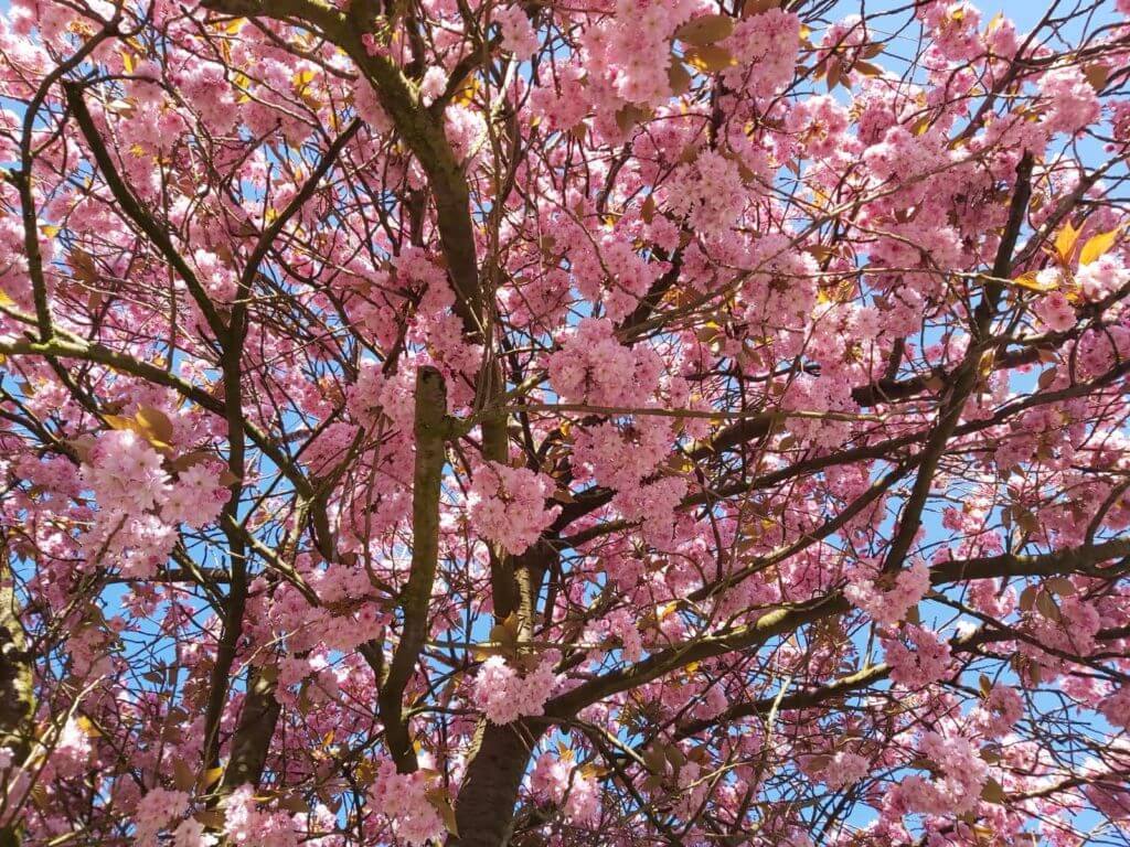 Cherry blossom tree with blue sky background